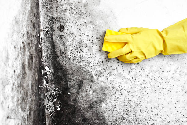 Best Forensic Mold Investigation  in Mount Gilead, OH
