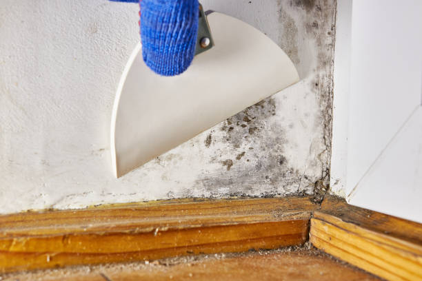 Best Dehumidification Services  in Mount Gilead, OH