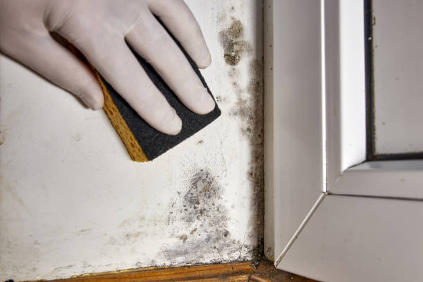 Professional Mold Removal in Mount Gilead, OH